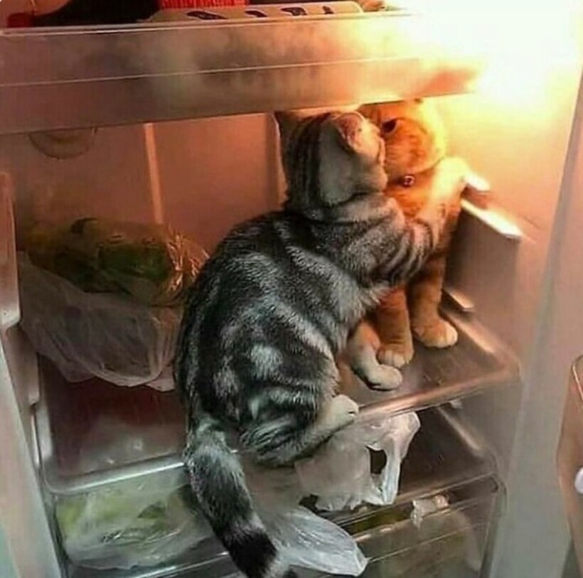 Блог - 14 котов, которые ведут себя как полные чудаки 14 котов, которые ведут себя как полные чудаки