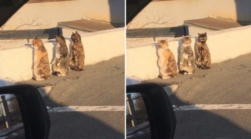 Блог - 14 котов, которые ведут себя как полные чудаки 14 котов, которые ведут себя как полные чудаки