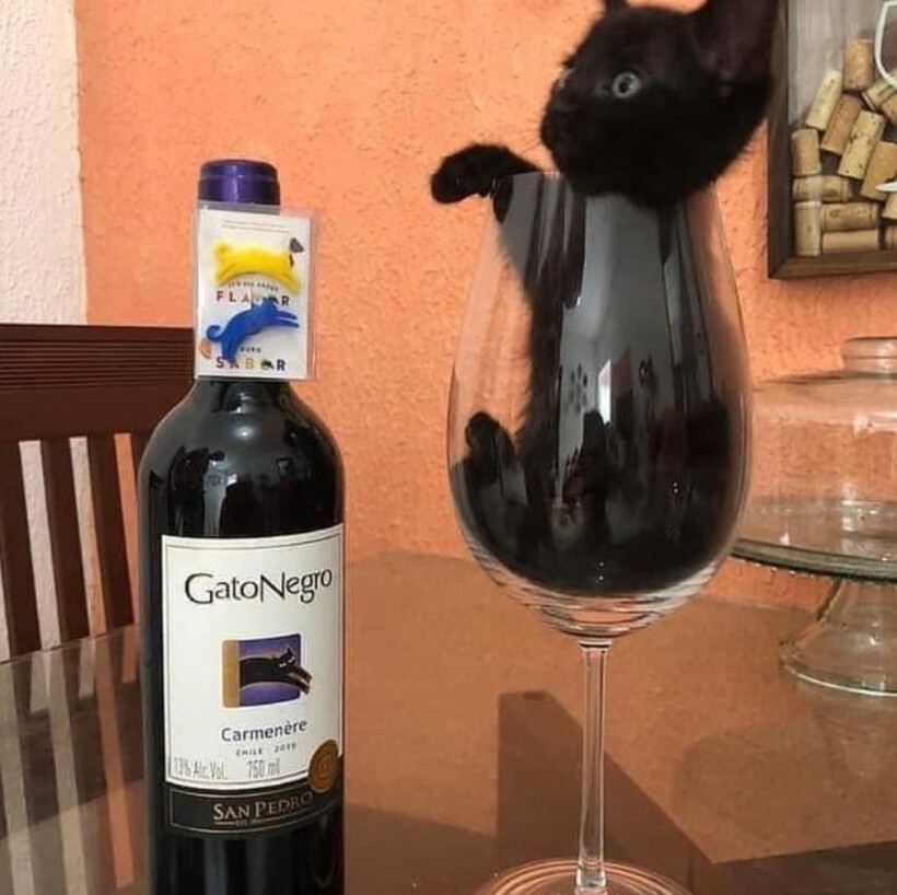 Блог - 14 котов, которые ведут себя как полные чудаки 14 котов, которые ведут себя как полные чудаки