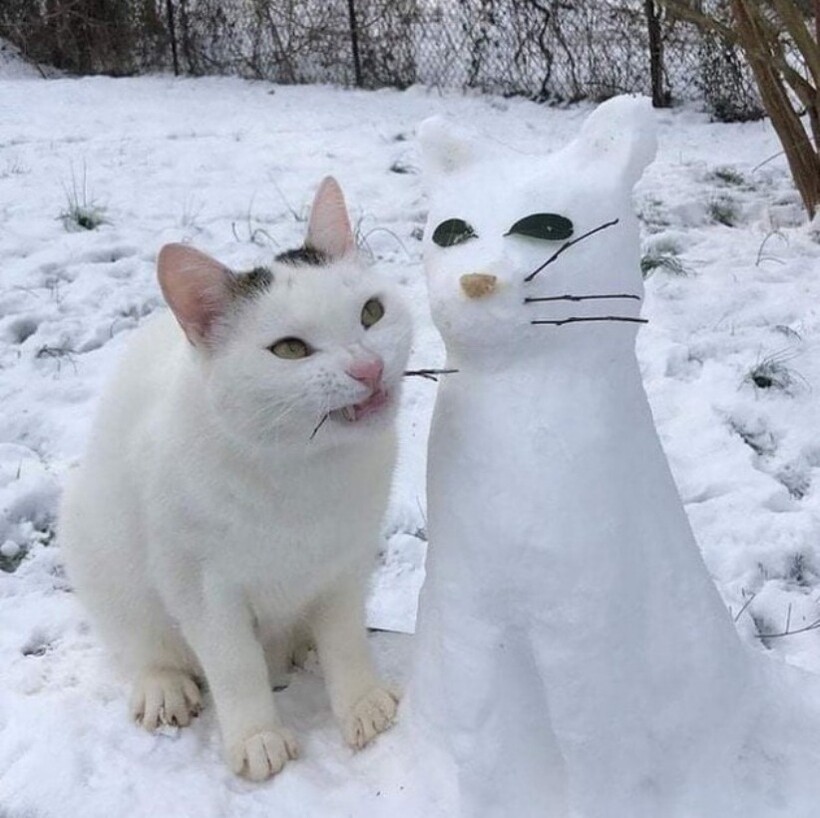 Блог - 14 котов, которые ведут себя как полные чудаки 14 котов, которые ведут себя как полные чудаки
