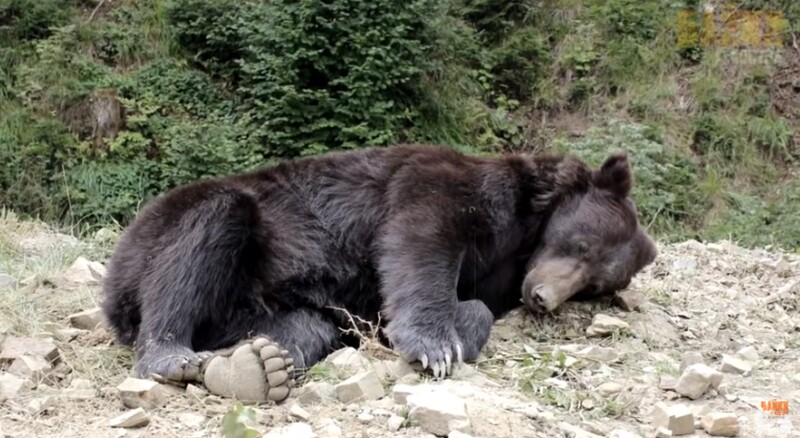 Блог - Видео: медвежонок выпросил у человека рыбу, чтобы накормить свою мать Видео: медвежонок выпросил у человека рыбу, чтобы накормить свою мать