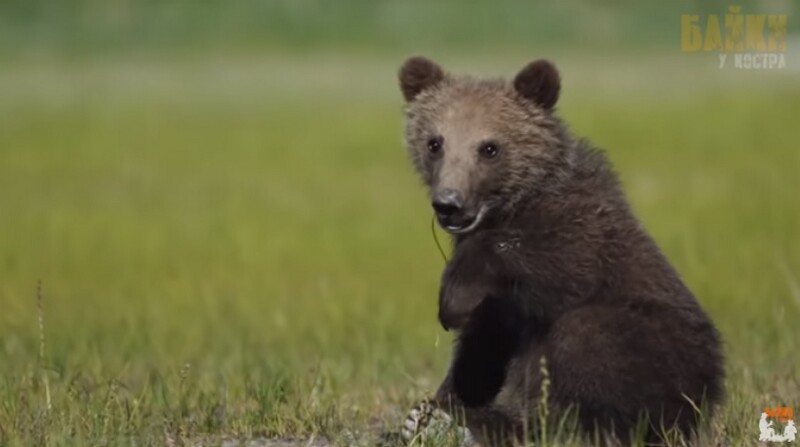 Блог - Видео: медвежонок выпросил у человека рыбу, чтобы накормить свою мать Видео: медвежонок выпросил у человека рыбу, чтобы накормить свою мать