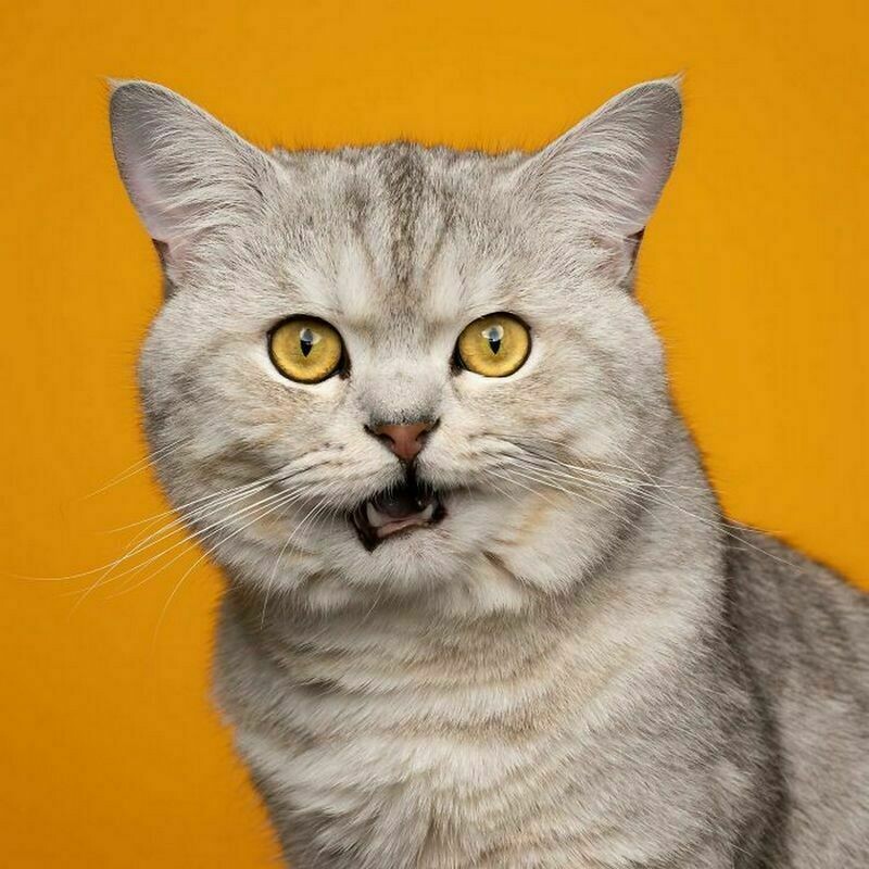 Блог - 15 смешных фото, на которых запечатлены яркие эмоции котов 15 смешных фото, на которых запечатлены яркие эмоции котов