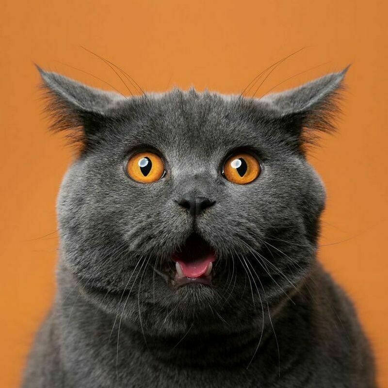 Блог - 15 смешных фото, на которых запечатлены яркие эмоции котов 15 смешных фото, на которых запечатлены яркие эмоции котов
