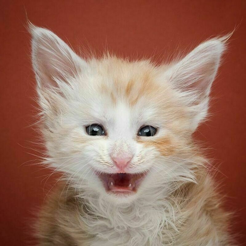 Блог - 15 смешных фото, на которых запечатлены яркие эмоции котов 15 смешных фото, на которых запечатлены яркие эмоции котов