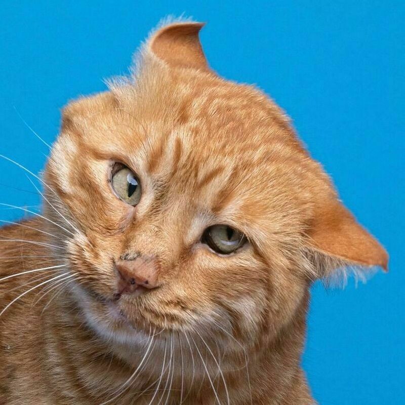 Блог - 15 смешных фото, на которых запечатлены яркие эмоции котов 15 смешных фото, на которых запечатлены яркие эмоции котов