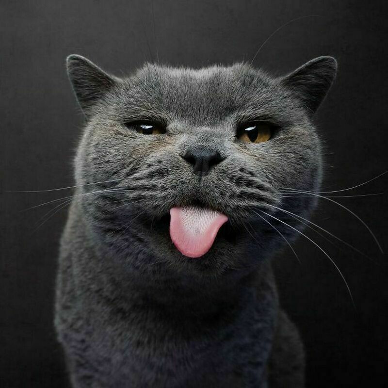 Блог - 15 смешных фото, на которых запечатлены яркие эмоции котов 15 смешных фото, на которых запечатлены яркие эмоции котов