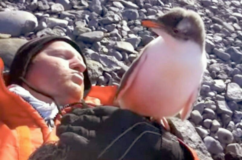 Блог - Видео: реакция пингвиненка, который впервые встретил человека Видео: реакция пингвиненка, который впервые встретил человека