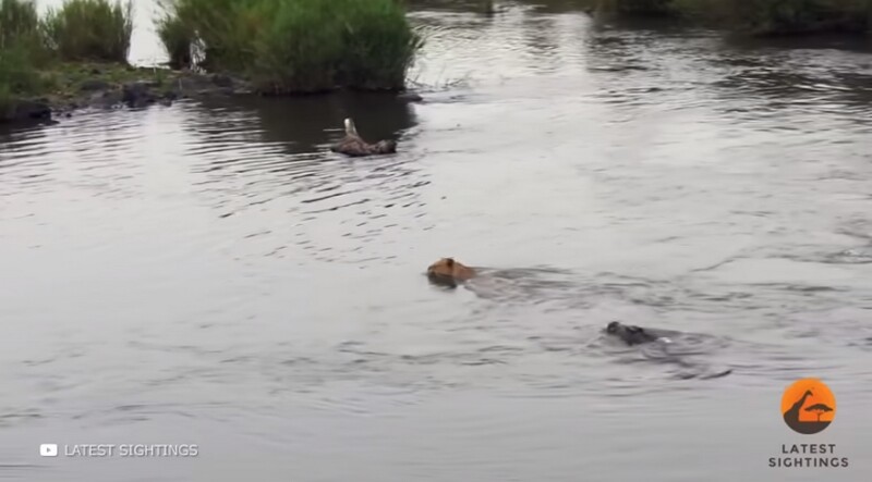 Блог - Видео: какие животные сильнее льва Видео: какие животные сильнее льва
