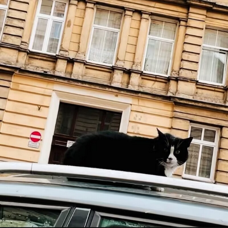 Отдых на припаркованной машине. Фото: washingtonpost.com Отдых на припаркованной машине. Фото: washingtonpost.com