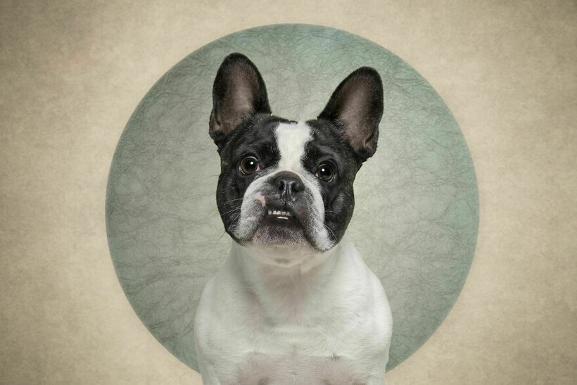 Блог - 15 смешных собак и их неподдельные эмоции 15 смешных собак и их неподдельные эмоции