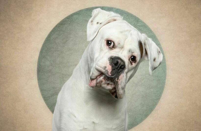 Блог - 15 смешных собак и их неподдельные эмоции 15 смешных собак и их неподдельные эмоции