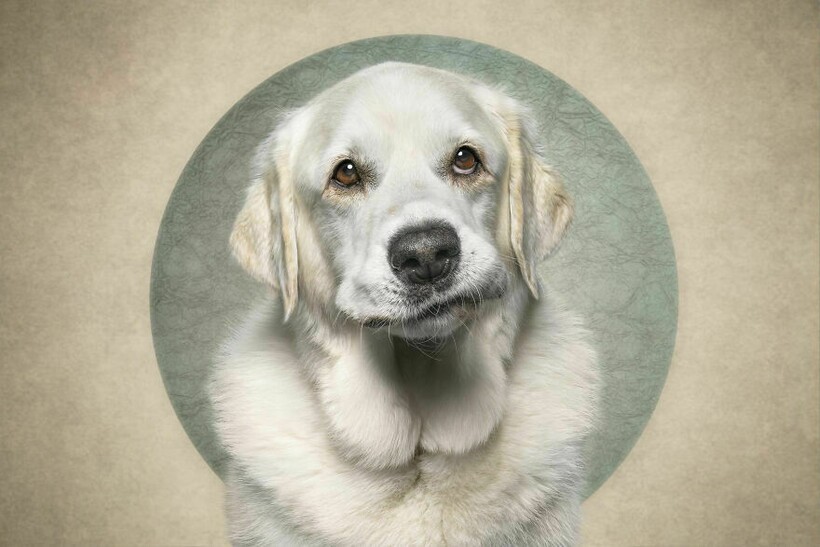 Блог - 15 смешных собак и их неподдельные эмоции 15 смешных собак и их неподдельные эмоции