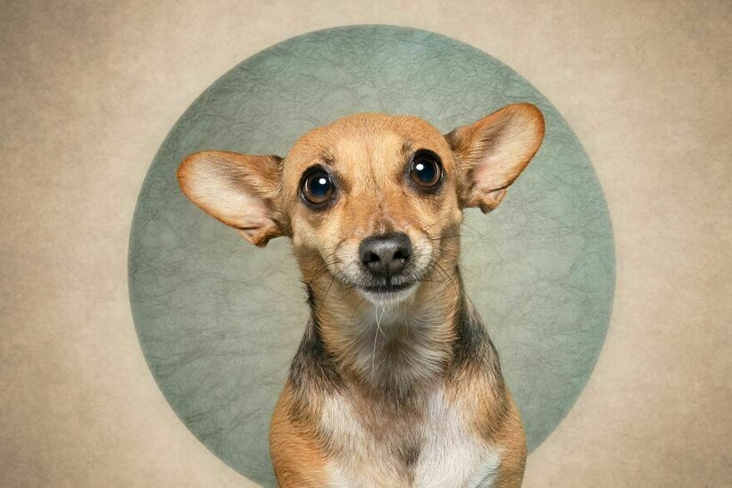 Блог - 15 смешных собак и их неподдельные эмоции 15 смешных собак и их неподдельные эмоции