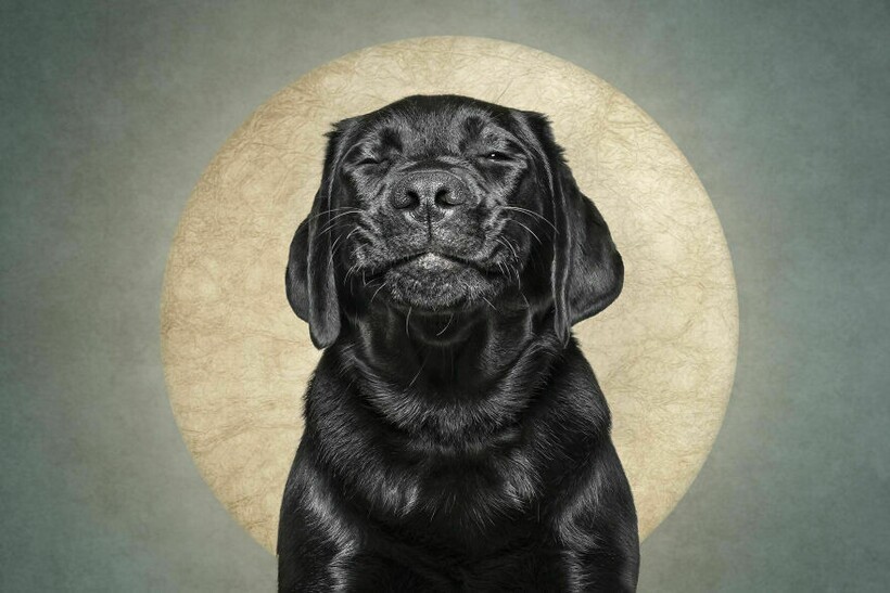 Блог - 15 смешных собак и их неподдельные эмоции 15 смешных собак и их неподдельные эмоции