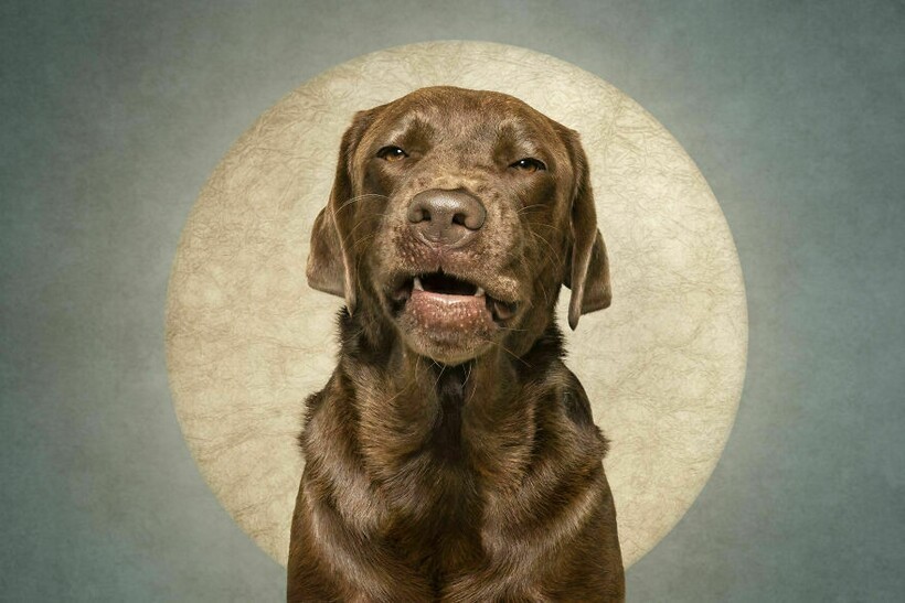 Блог - 15 смешных собак и их неподдельные эмоции 15 смешных собак и их неподдельные эмоции