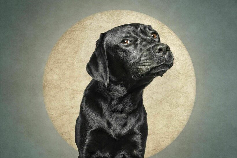 Блог - 15 смешных собак и их неподдельные эмоции 15 смешных собак и их неподдельные эмоции