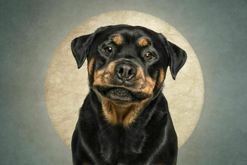 Блог - 15 смешных собак и их неподдельные эмоции 15 смешных собак и их неподдельные эмоции