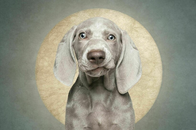 Блог - 15 смешных собак и их неподдельные эмоции 15 смешных собак и их неподдельные эмоции