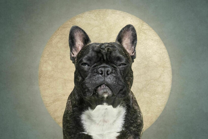 Блог - 15 смешных собак и их неподдельные эмоции 15 смешных собак и их неподдельные эмоции