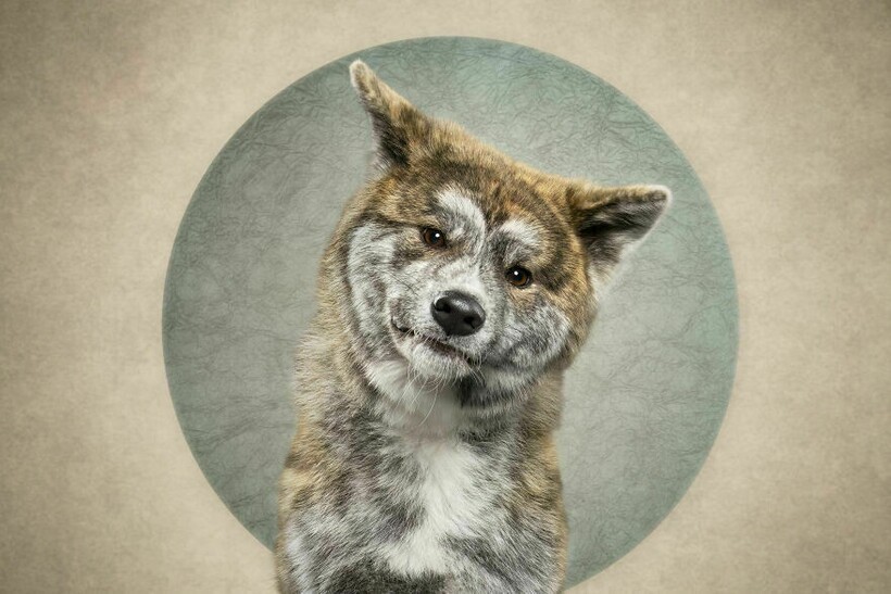 Блог - 15 смешных собак и их неподдельные эмоции 15 смешных собак и их неподдельные эмоции