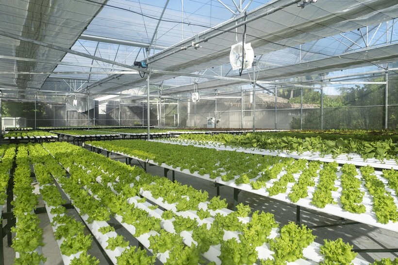 Блог - Le Méridien Maldives Resort & Spa — отдых в гармонии с природой Le Méridien Maldives Resort & Spa — отдых в гармонии с природой