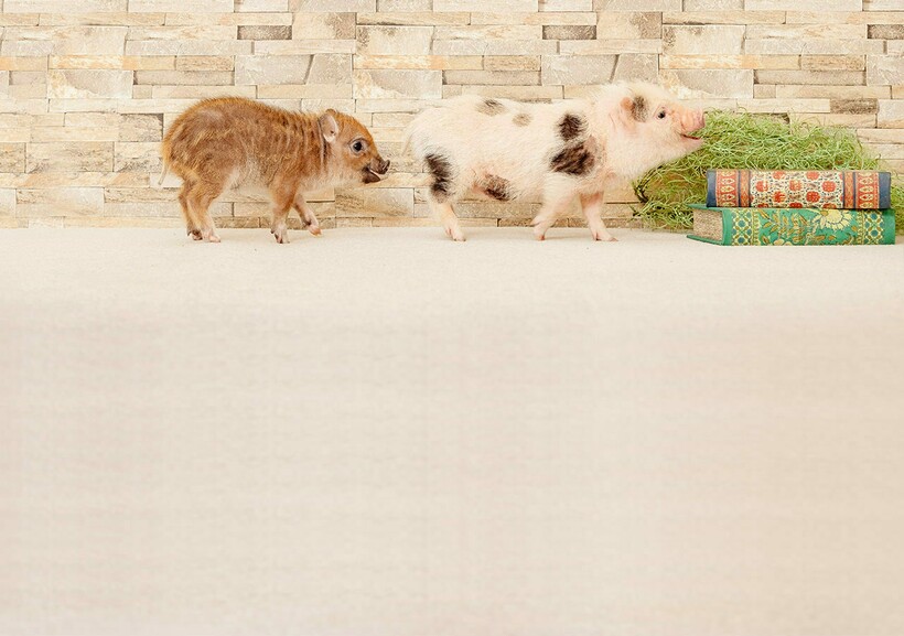 Фото: mipig.cafe Фото: mipig.cafe