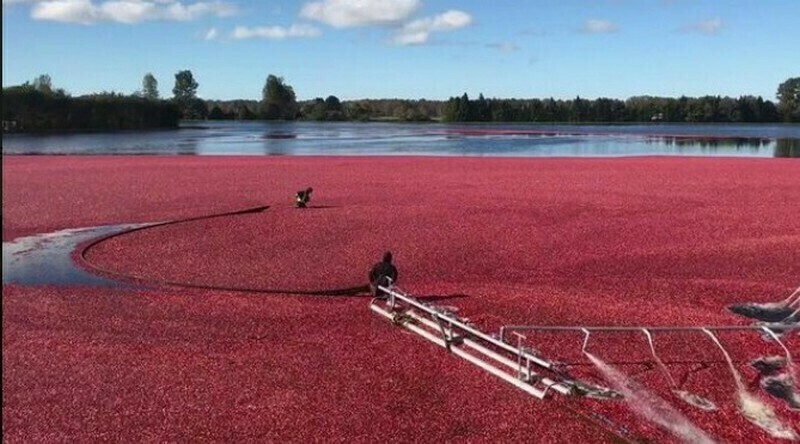 Блог - Ягодное море: 15 интересных фото, как выглядит сбор клюквы Ягодное море: 15 интересных фото, как выглядит сбор клюквы