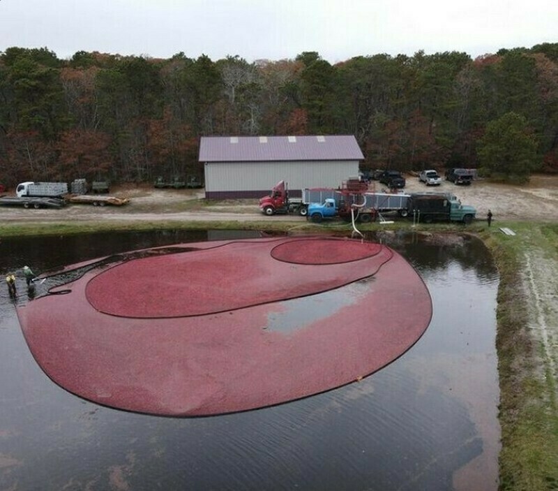 Блог - Ягодное море: 15 интересных фото, как выглядит сбор клюквы Ягодное море: 15 интересных фото, как выглядит сбор клюквы