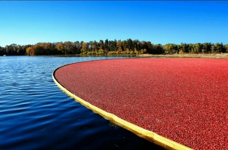 Блог - Ягодное море: 15 интересных фото, как выглядит сбор клюквы Ягодное море: 15 интересных фото, как выглядит сбор клюквы