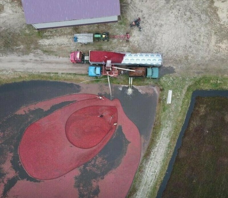 Блог - Ягодное море: 15 интересных фото, как выглядит сбор клюквы Ягодное море: 15 интересных фото, как выглядит сбор клюквы