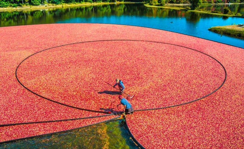 Блог - Ягодное море: 15 интересных фото, как выглядит сбор клюквы Ягодное море: 15 интересных фото, как выглядит сбор клюквы