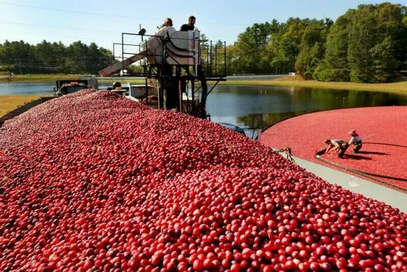 Блог - Ягодное море: 15 интересных фото, как выглядит сбор клюквы Ягодное море: 15 интересных фото, как выглядит сбор клюквы