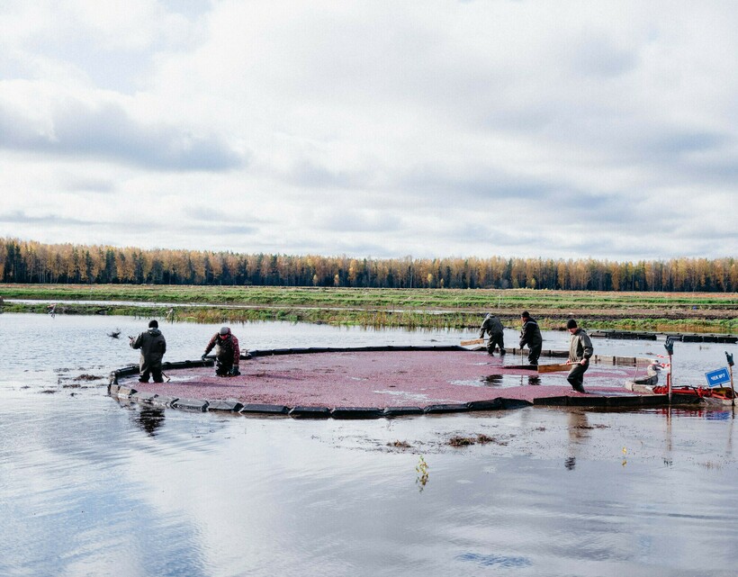 Блог - Ягодное море: 15 интересных фото, как выглядит сбор клюквы Ягодное море: 15 интересных фото, как выглядит сбор клюквы