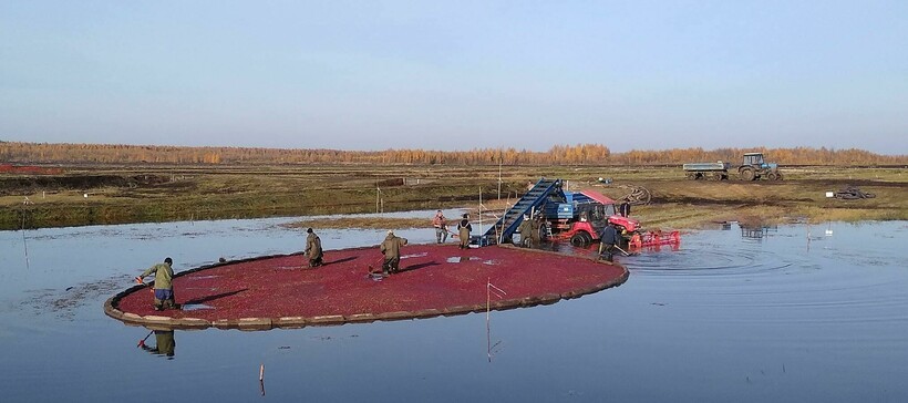 Блог - Ягодное море: 15 интересных фото, как выглядит сбор клюквы Ягодное море: 15 интересных фото, как выглядит сбор клюквы