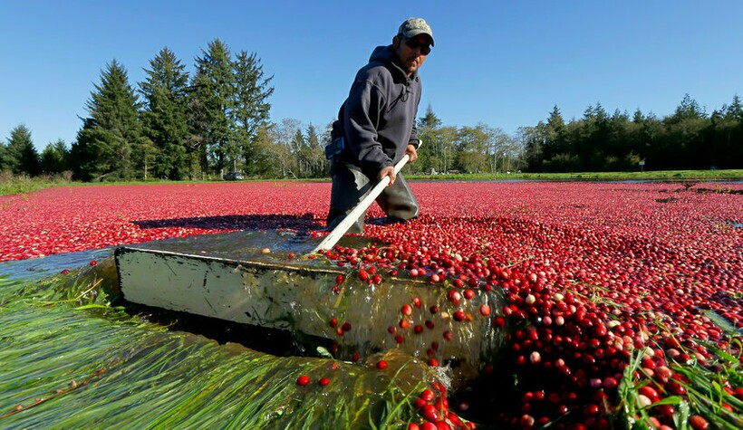Блог - Ягодное море: 15 интересных фото, как выглядит сбор клюквы Ягодное море: 15 интересных фото, как выглядит сбор клюквы