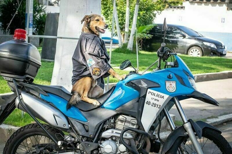 Четвероногий страж порядка: как в Бразилии бродячий пес стал сотрудником полиции