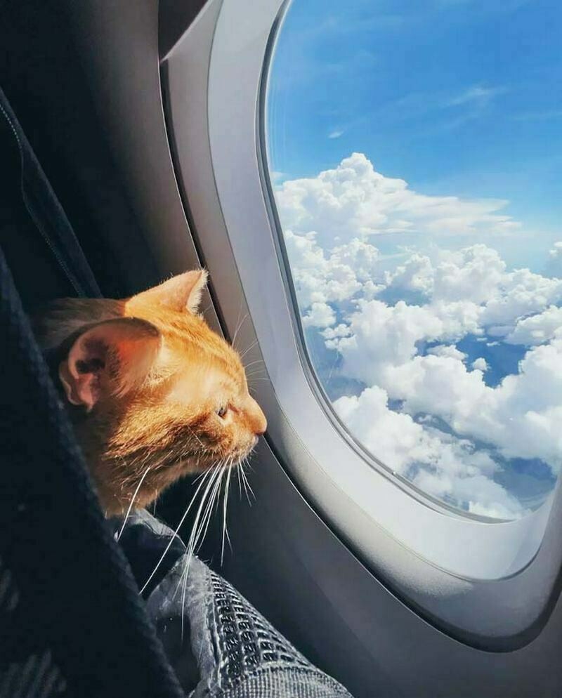 Блог - 15 раз, когда у пассажиров на борту были самые очаровательные попутчики 15 раз, когда у пассажиров на борту были самые очаровательные попутчики