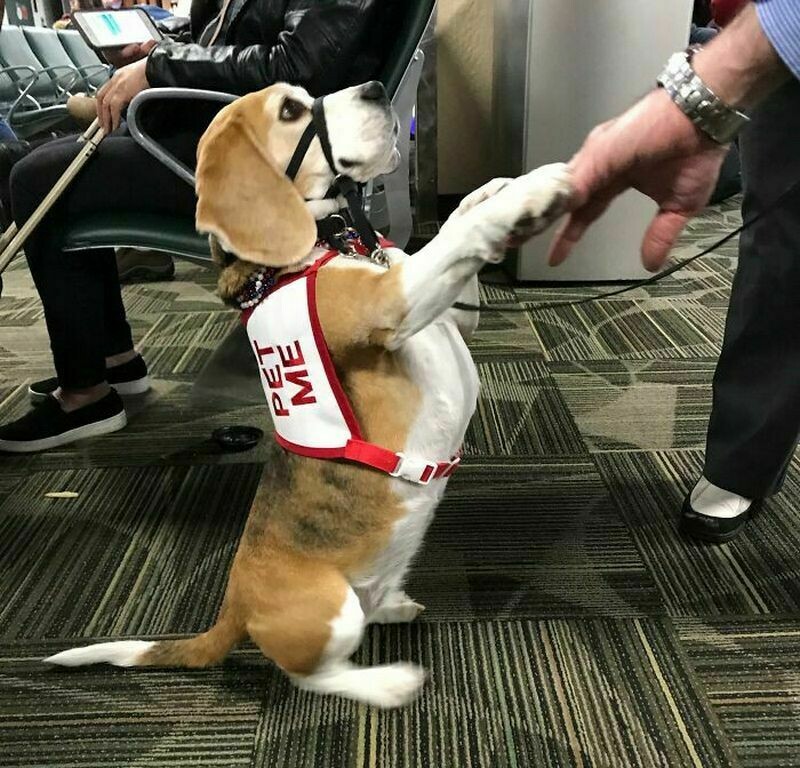 Блог - 15 раз, когда у пассажиров на борту были самые очаровательные попутчики 15 раз, когда у пассажиров на борту были самые очаровательные попутчики