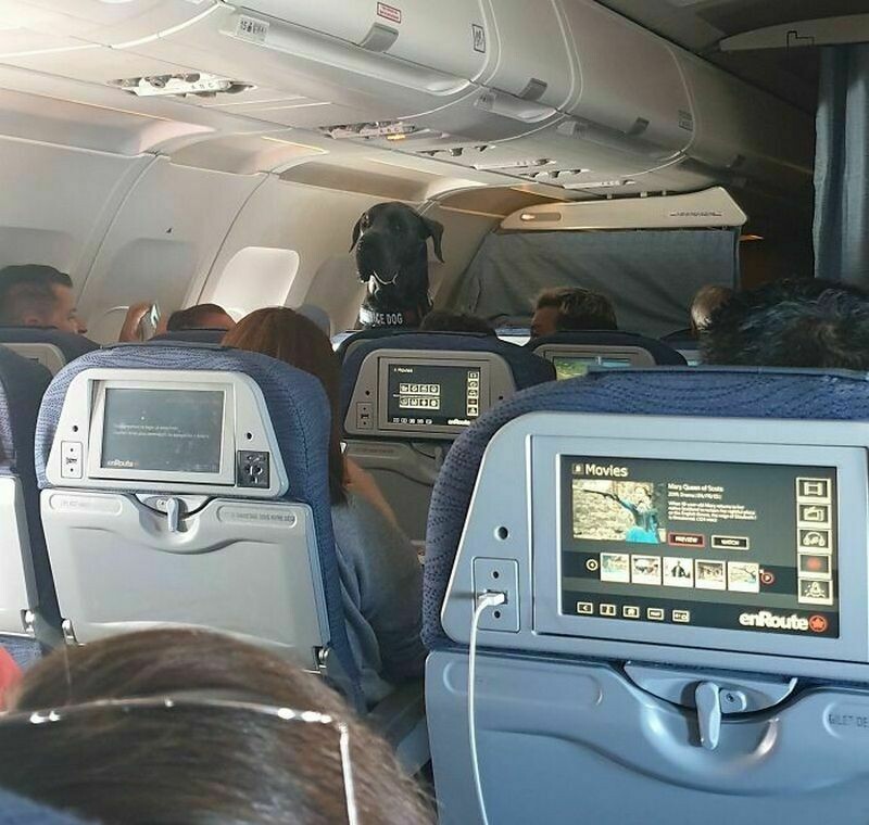 Блог - 15 раз, когда у пассажиров на борту были самые очаровательные попутчики 15 раз, когда у пассажиров на борту были самые очаровательные попутчики