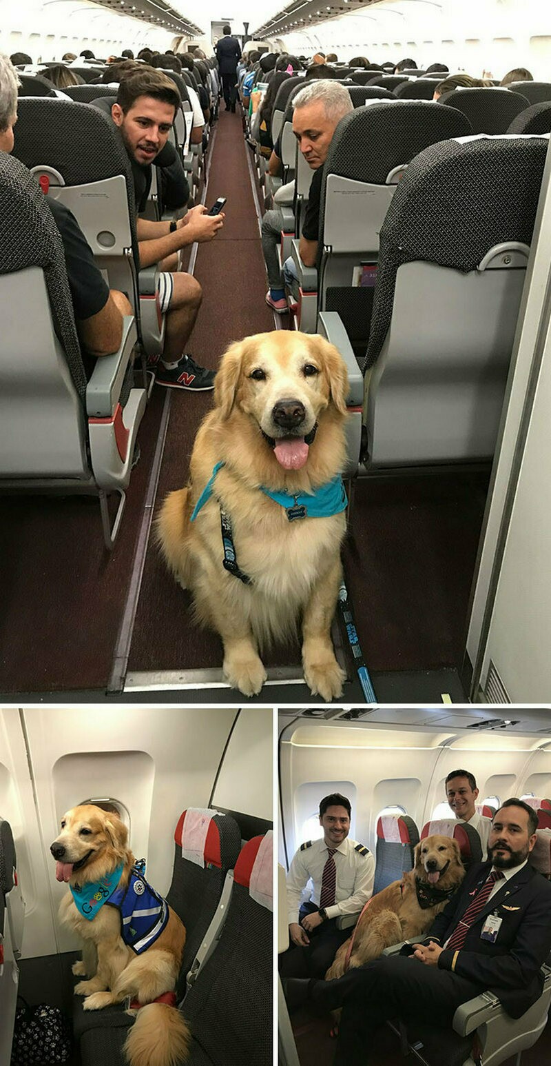 Блог - 15 раз, когда у пассажиров на борту были самые очаровательные попутчики 15 раз, когда у пассажиров на борту были самые очаровательные попутчики