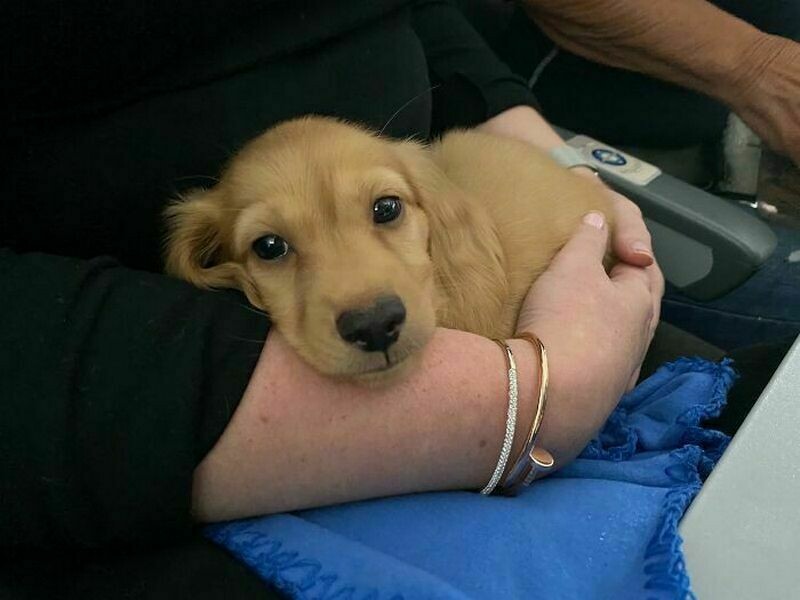 Блог - 15 раз, когда у пассажиров на борту были самые очаровательные попутчики 15 раз, когда у пассажиров на борту были самые очаровательные попутчики