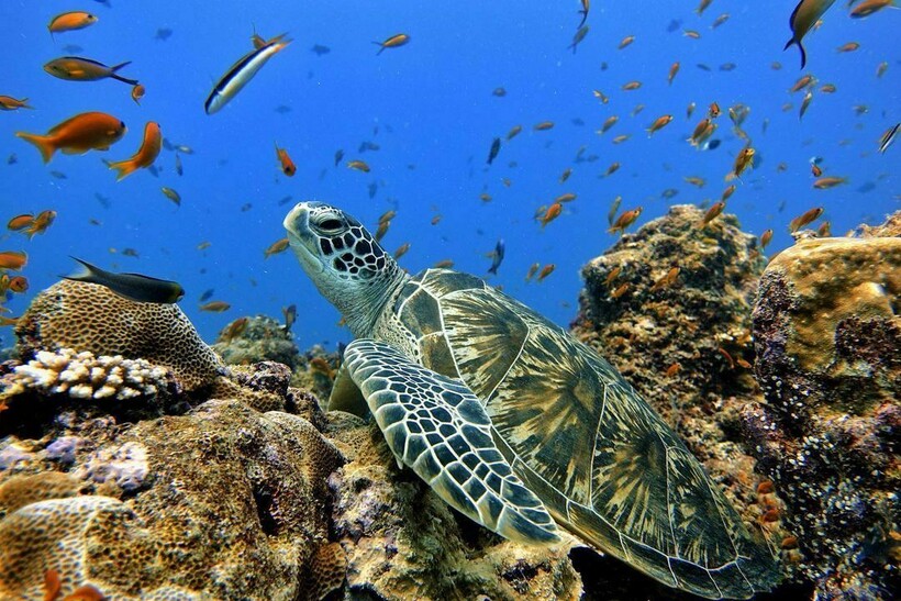 Блог - Белый танец с мантами и акулами в Kandolhu Maldives Белый танец с мантами и акулами в Kandolhu Maldives