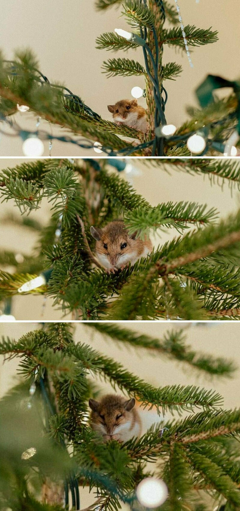 Блог - 14 неожиданных встреч с дикими животными, которые поднимут настроение 14 неожиданных встреч с дикими животными, которые поднимут настроение