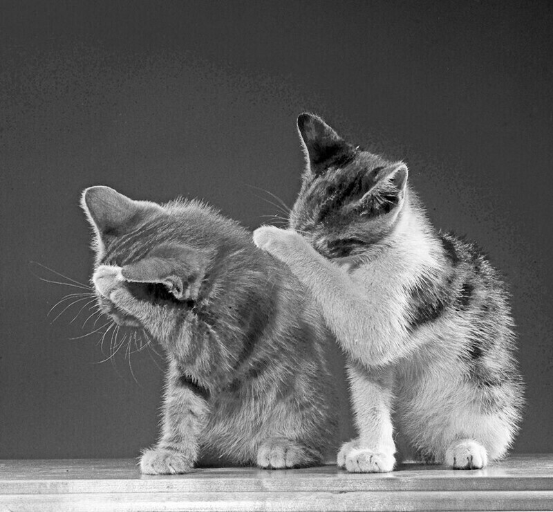 Блог - 15 работ фотографа, который 75 лет снимал кошек 15 работ фотографа, который 75 лет снимал кошек