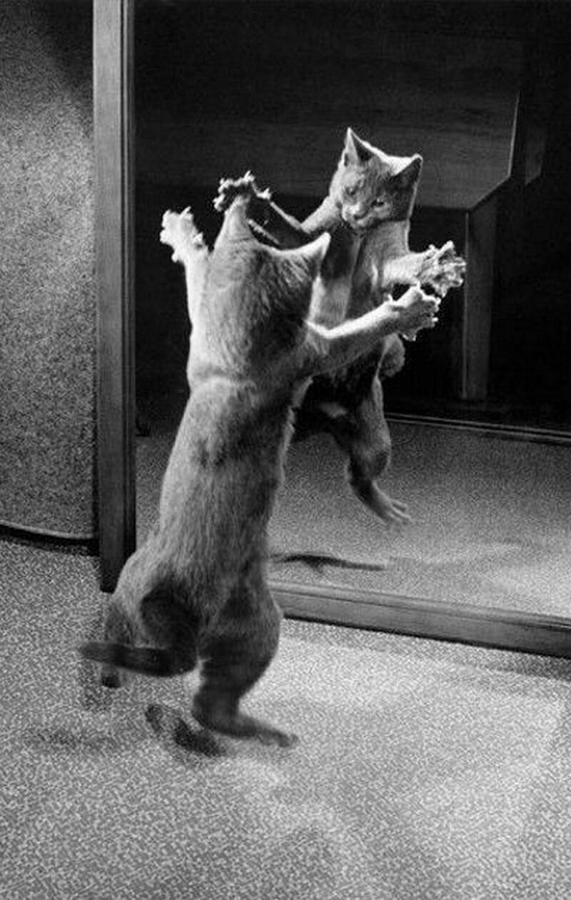 Блог - 15 работ фотографа, который 75 лет снимал кошек 15 работ фотографа, который 75 лет снимал кошек
