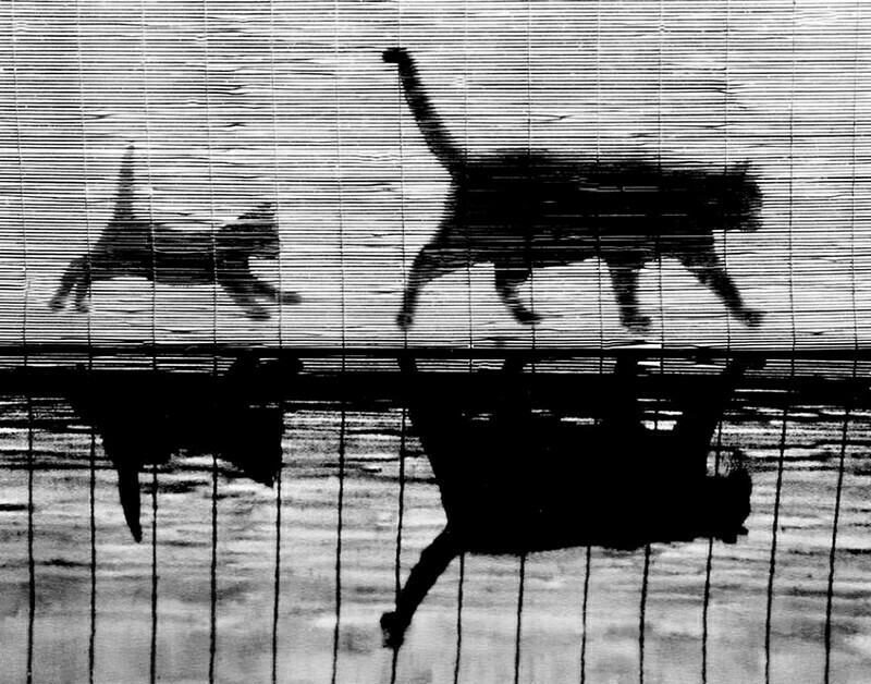 Блог - 15 работ фотографа, который 75 лет снимал кошек 15 работ фотографа, который 75 лет снимал кошек