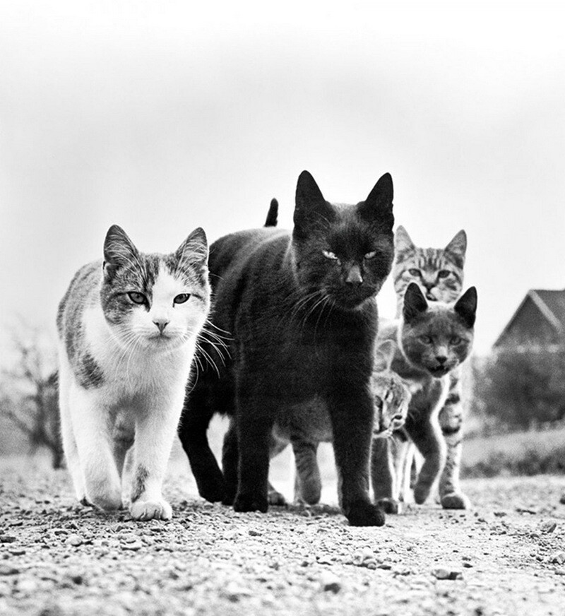 Блог - 15 работ фотографа, который 75 лет снимал кошек 15 работ фотографа, который 75 лет снимал кошек