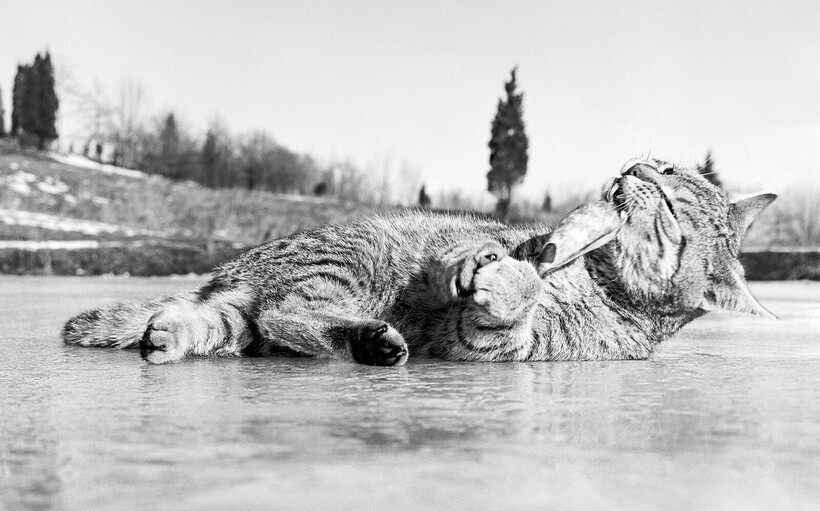 Блог - 15 работ фотографа, который 75 лет снимал кошек 15 работ фотографа, который 75 лет снимал кошек