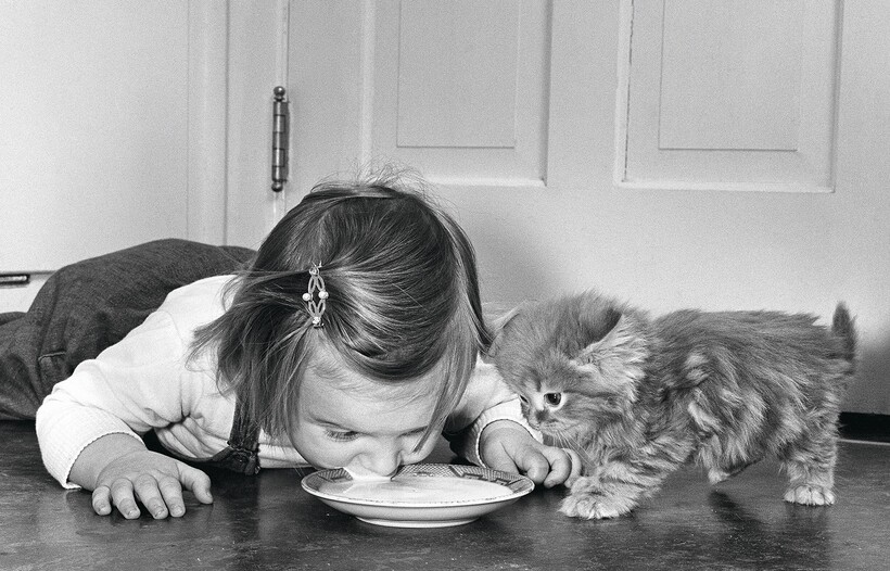 Блог - 15 работ фотографа, который 75 лет снимал кошек 15 работ фотографа, который 75 лет снимал кошек